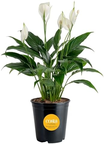 Costa Farms Peace Lily, Live Indoor Plant with Flowers, Air Purifying Houseplant in Nursery Planter Pot, Potting Soil, Thinking of You Gift, Plants Room Decor, 1 Foot Tall by Unknown