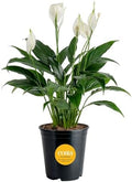 Costa Farms Peace Lily, Live Indoor Plant with Flowers, Air Purifying Houseplant in Nursery Planter Pot, Potting Soil, Thinking of You Gift, Plants Room Decor, 1 Foot Tall by Unknown