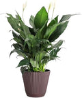 Live Peace Lily Plant, Spathiphyllum, Low Light, Easy to Grow, 6" Pot by ThorsensGreenhouse