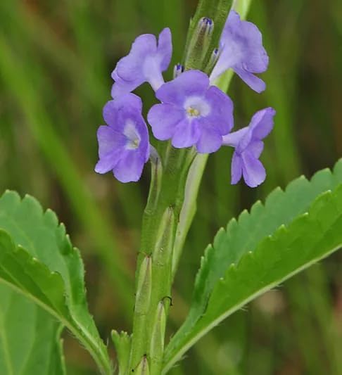 Blue Porterweed Plants | Pack of 2 (Two) | 5-9 Inch Stachytarpheta Jamaicensis | Blue Snake Weed | Fast-Growing Butterfly Magnet for Butterfly Gardens & Patios | Continuous Blooming Native Perennial - Image 5