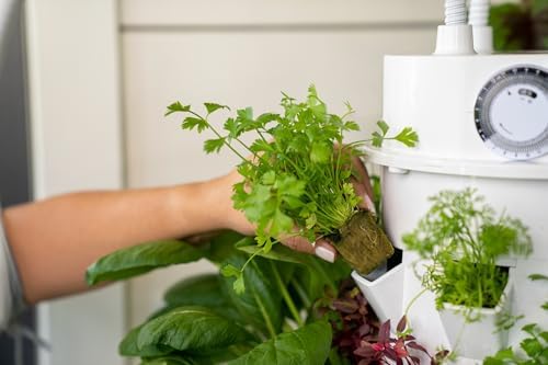 Seed Packs (Indoor Seed Pack) - Image 2