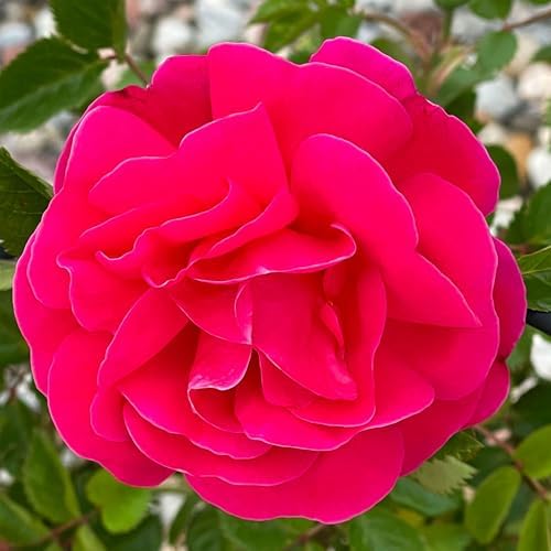 Heirloom Climbing Roses, Live Own Root Plant, Highwire Flyer™ by HeirloomRoses