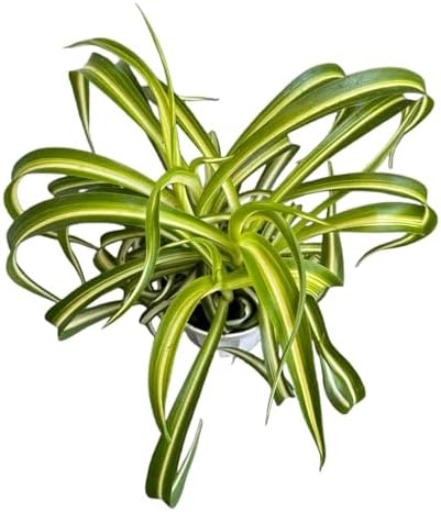Bonnie Curly Spider Plant, Variegated Curly Leaves, Pet-Friendly, Air Purifying, Easy to Care and Grow Attractive Plant in 4 inch Pot - Hopewind Plants Shop - Image 2