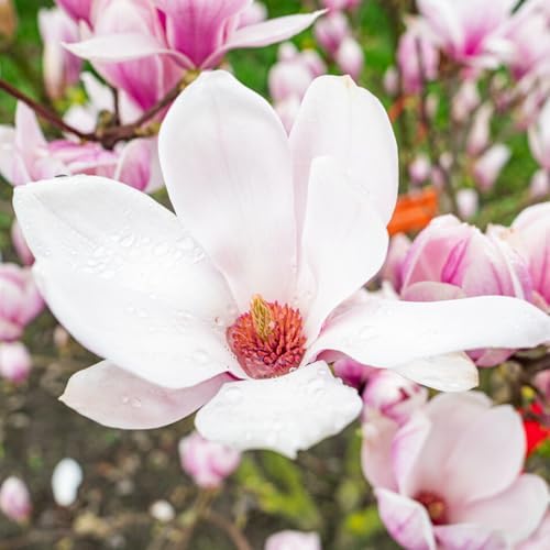 Saucer Magnolia Live Plant, 6-12 Inch Tall, 2.5 Inch Pot - Image 4