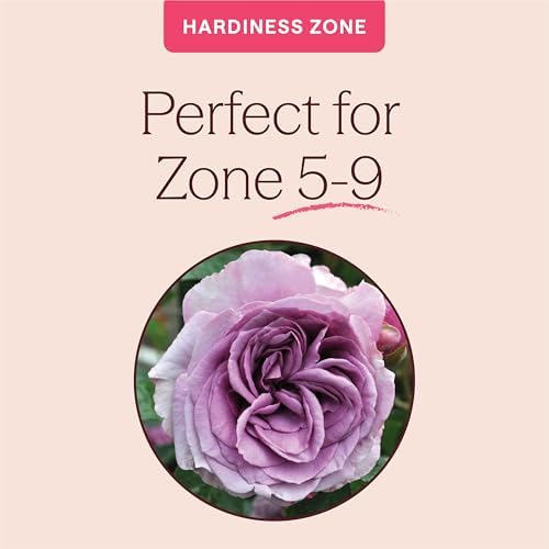 Heirloom Climbing Roses, Live Own Root Plant, Arborose® Quicksilver - Image 5