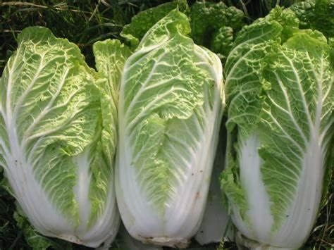 300 Michihili Chinese Cabbage Seeds for Planting Heirloom Non GMO 1 gram Garden Vegetable Bulk Survival Bak Choy Pak - Image 3