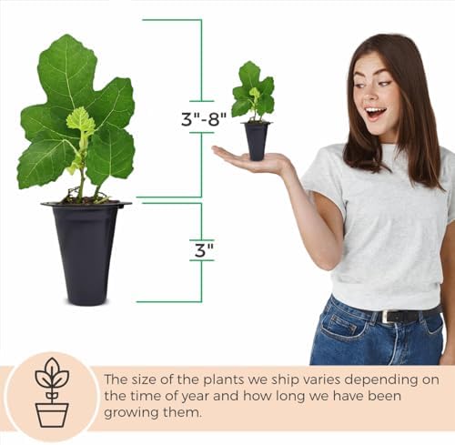 Fig Tree Collection (4 Pack) Edible Fruit Plant from Our Optimal Picks | Easy to Grow Plants for Sustainable Living | Grow Your own Food on Your Edible Organic Garden | Live for Planting | No Seeds - Image 3
