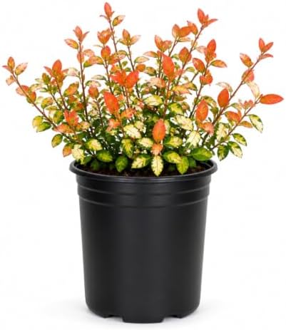 Jasmine Summer Sunset | 1 Live Quart Size Plant | Trachelospermum Asiaticum | Colorful Ground Cover | Ornamental Foliage Plants by FloridaFoliage