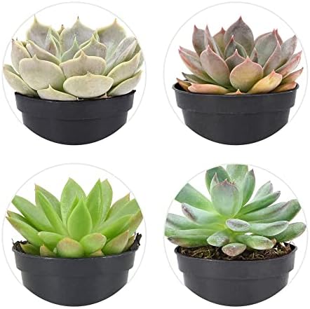 Arcadia Garden Products Live Assorted Mini Succulents in 2 in. Grower Pot, 12-Pack, Green (LV66) ***Cannot Ship to Hawaii*** - Image 4