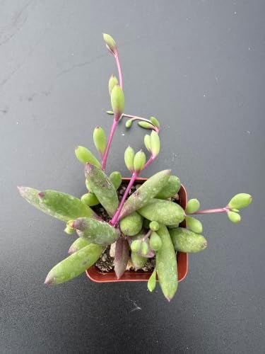 Live Succulent Ruby Necklace, Othonna capensis L.H.Bailey Plant in 2" Pot - Image 3