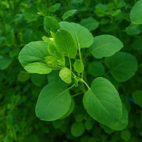100+ Papalo Seeds – Mexican Herb Papaloquelite (Porophyllum ruderale) – Heirloom Garden Herb Seeds for Outdoor Garden, Raised Beds & Containers - Image 2