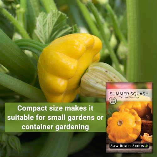 Sow Right Seeds - Yellow Scallop Summer Squash Seed for Planting Garden 2pk - Image 3