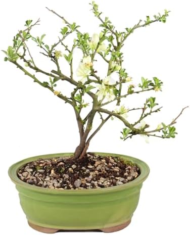 Brussel's Bonsai - Medium Live Bonsai Tree, Potted Outdoor Plant by BrusselsBonsai