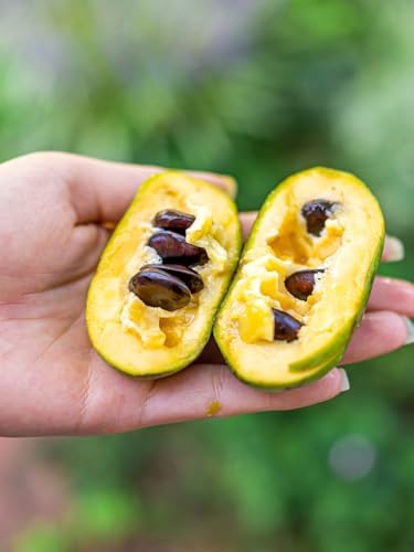 Paw Paw Tree Seedlings, Fruit Bearing, Shade Tolerant, Tropical Look, Flowering 5 gal, Nursery Pot (Due to Agricultural Laws, we Cannot Ship to CA, AZ, AK, or HI) - Image 4