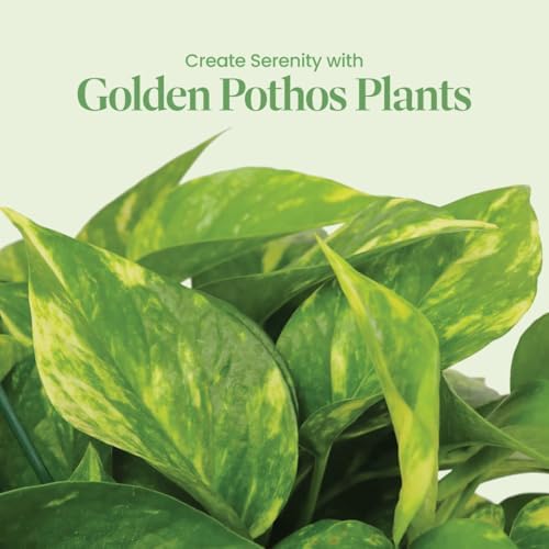 American Plant Exchange Golden Pothos – Live 8-Inch Hanging Basket, Devil’s Ivy, Easy-Care Air Purifying Houseplant, Fast-Growing Trailing Vine for Hanging Planters, Indoor Home or Office Décor - Image 2