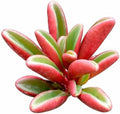 Ruby Glow - Colorful 2 inch Succulents - Live Mini Succulent Plants Fully Rooted, Easy Care Indoor and Outdoor, Home and Garden Decor, Wedding Party Favor by SucculentsBox