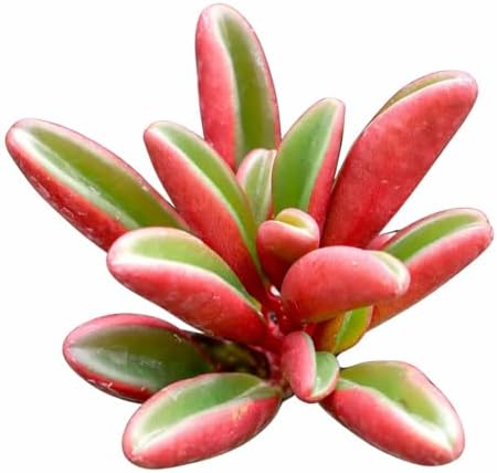 Ruby Glow - Colorful 2 inch Succulents - Live Mini Succulent Plants Fully Rooted, Easy Care Indoor and Outdoor, Home and Garden Decor, Wedding Party Favor by SucculentsBox