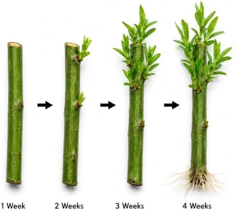 Bonsai Willow Tree Bundle - 3 Large Trunk Bonsai Tree Cuts - Get one Each Weeping, Australian, Dragon - Ready to Plant - Indoor/Outdoor Bonsai Tree's - Image 3