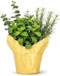 Herb Combo - Breathe Better, Eucalyptus, Mint & Rosemary, Aromatic Plant Collection in Deco Cover, 12" Tall by 6" Wide in 1.25 Qt Pot by TheThreeCompany