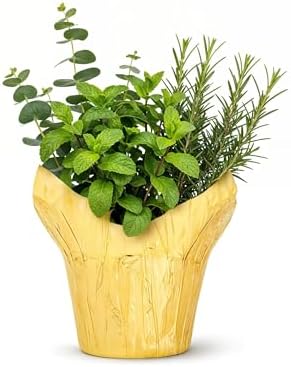 Herb Combo - Breathe Better, Eucalyptus, Mint & Rosemary, Aromatic Plant Collection in Deco Cover, 12" Tall by 6" Wide in 1.25 Qt Pot by TheThreeCompany