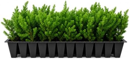Blue Pacific Shore Juniper | 3 Live Plants | Juniperus Conferta | Evergreen Ground Cover, Hardy Coastal Landscaping, Low Maintenance Shrub, Drought Tolerant, Spreading Growth by FloridaFoliage