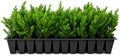 Blue Pacific Shore Juniper | 3 Live Plants | Juniperus Conferta | Evergreen Ground Cover, Hardy Coastal Landscaping, Low Maintenance Shrub, Drought Tolerant, Spreading Growth by FloridaFoliage