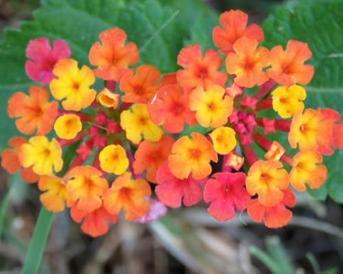 Lantana Plants Live - Irene Pack of 3 Lantana Live Plants for Planting - 4-6 Inches Tall - Attracts Butterflies, Perfect for Containers, Low Maintenance by Unknown