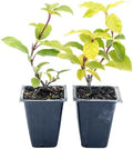 2 Spring Bouquet Viburnum Plants in 3.5" Cubes | Live Evergreen Shrub with Fragrant Pink-White Flowers | Landscape Plant for Hedges, Borders & Containers (Viburnum tinus 'Spring Bouquet') by CitronellaKing