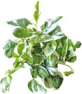 Pothos N’Joy Live Indoor Plant, 4 inch Pot, Variegated White and Green Leaves - Easy to Care for - Perfect for Indoor and Outdoor Home Decor, Office, and Gift- Pot Included by hopewindplants