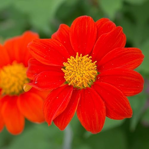 Mountain Valley Seed Co Tithonia Goldfinger Seeds 1 Oz Drought Tolerant by MountainValleySeedCompany