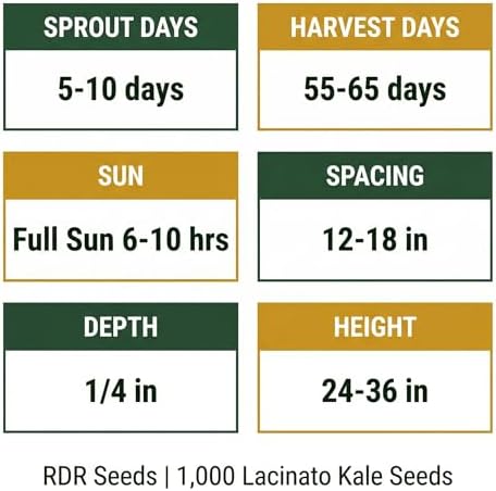 1000 Lacinato Kale Seeds for Planting - Tuscan Heirloom Dinosaur Kale, Non-GMO, USA Grown by RDR Seeds - Image 4