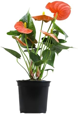 Orange Anthurium Live Plant (Approx. 11-14" Tall), Real Flowers/Unique House Plants in 4" Nursery Pot, Floral Desk Plant, Air Purifying Plants & Cool Gifts for Plant Lovers by Plants for Pets by PlantsforPets