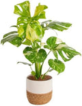 Costa Farms Thai Constellation Monstera, Live Indoor Plant, Tropical Plant by Unknown
