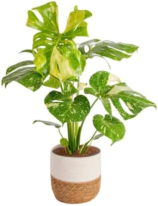 Costa Farms Thai Constellation Monstera, Live Indoor Plant, Tropical Plant by Unknown