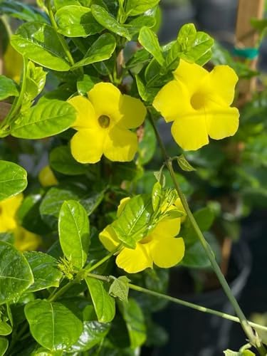 Yellow Mandevilla Live Plants (5-9") - Pack of 2 (Two) - Rare Golden Rocktrumpet Vine - Heat Tolerant - Fast Growing Tropical Patio Climber - Hummingbird Magnet for Outdoor Containers - Image 6