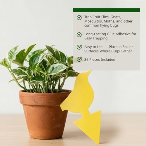 Kate's Home & Garden 36 Count Fruit Fly Traps for Indoors and House - Image 3
