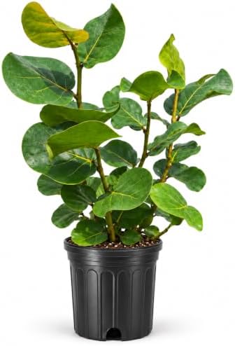Seagrape Plant | 1 Extra Large 3 Gallon Plant | Coccoloba Uvifera | Tropical Foliage, Coastal Landscaping, Beachfront Gardens, Ornamental Tree, Outdoor Decor by FloridaFoliage