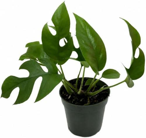 Mini Monstera Live Plant, 4 Inch Rare Rhaphidophora Tetrasperma by NYCitySucculents