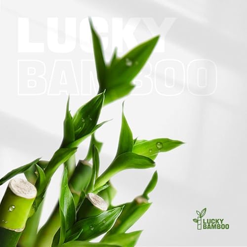 3 Stalks Lucky Bamboo Plants Indoor Live - Multi-Height Set (2x4 & 1x6) for Good Luck & Prosperity - Easy Care Houseplant, Home Office Decor Gift Ready - Image 5