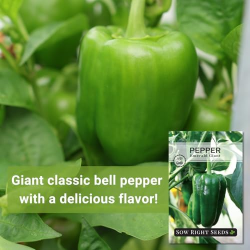 Sow Right Seeds - Emerald Giant Pepper Seed for Planting Bell Peppers - Image 3