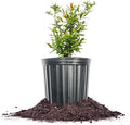 Perfect Plants Russian Pomegranate Tree, 1 Gallon, Live Plant by PerfectPlantsNursery