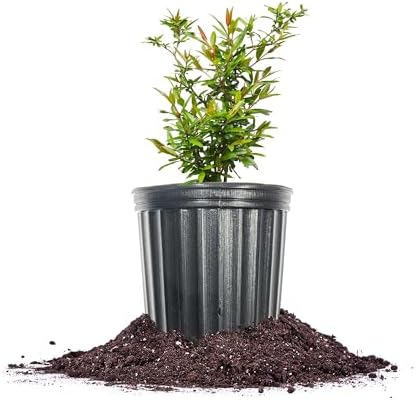 Perfect Plants Russian Pomegranate Tree, 1 Gallon, Live Plant by PerfectPlantsNursery