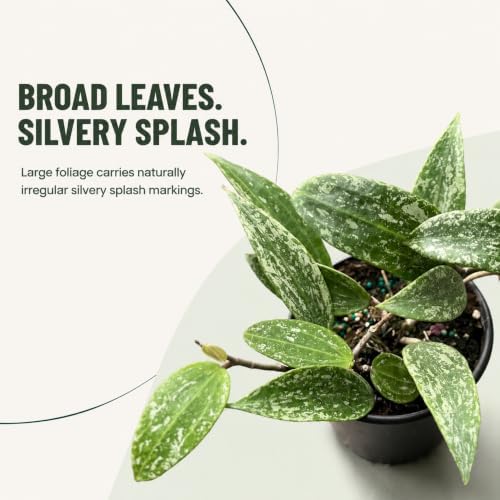 Hoya Latifolia Rangsan Splash Live Plant | Hoya Cuttings Starter Plants - Image 2