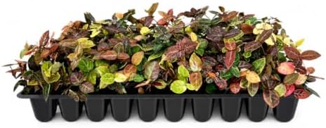 Bronze Asiatic Jasmine | 40 Live Plants | Trachelospermum asiaticum | Evergreen Groundcover with Bronze Foliage | Low-Maintenance Accent for Sun or Shade by FloridaFoliage