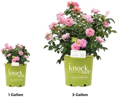 Perfect Plants Peachy Knock Out Rose Bush, 1 Gallon, Live Plant - Image 7