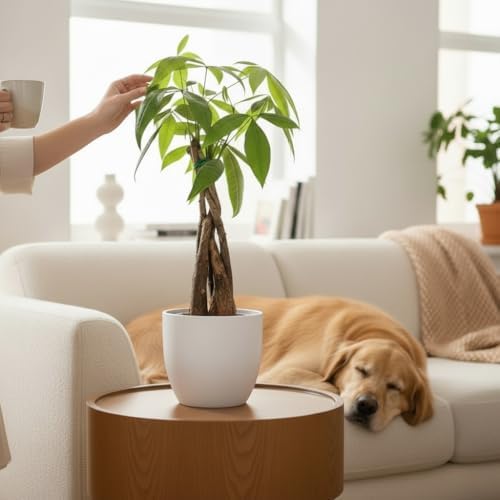 Money Tree Live Plant | 14-22 Inches Tall Bonsai | Easy to Grow Indoor Houseplant | Home, Office, or Room Decor | Birthday, Housewarming Gift (White) - Image 4