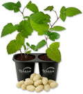 Snowbank BlackBerry Plant - 2 Live Starter Plants - Rubus - Edible Fruit Bearing Bush for Patio and Garden by WekivaFoliage