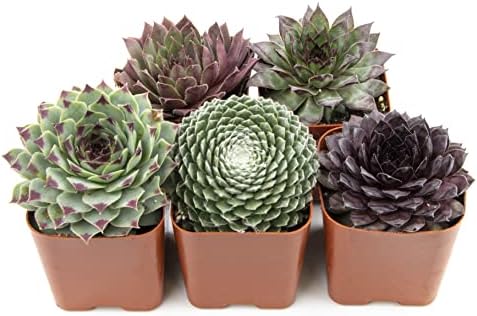 Sempervivum Succulents Plants Live Indoor Plants (5PK), Sempervivum Plants Live Houseplants, Hen and Chicks Live Plants Indoor House Plants, Rosette Succulent Plants in Plant Pots by Plants for Pets by PlantsforPets