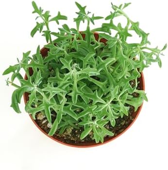 Shop Succulents String of Dolphins Hanging Succulent, Senecio Peregrinus, Fully Rooted Live 4" Succulent Plant, Low Maintenance Indoor Plant, Trailing Succulents, Gift & Garden - Image 3