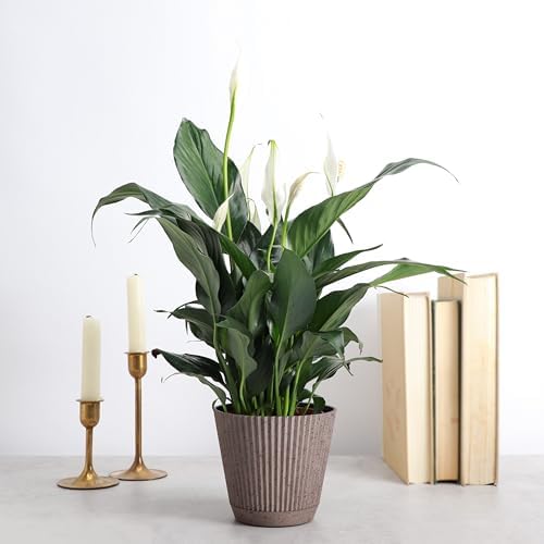 Live Peace Lily Plant, Spathiphyllum, Low Light, Easy to Grow, 4" Pot - Image 2